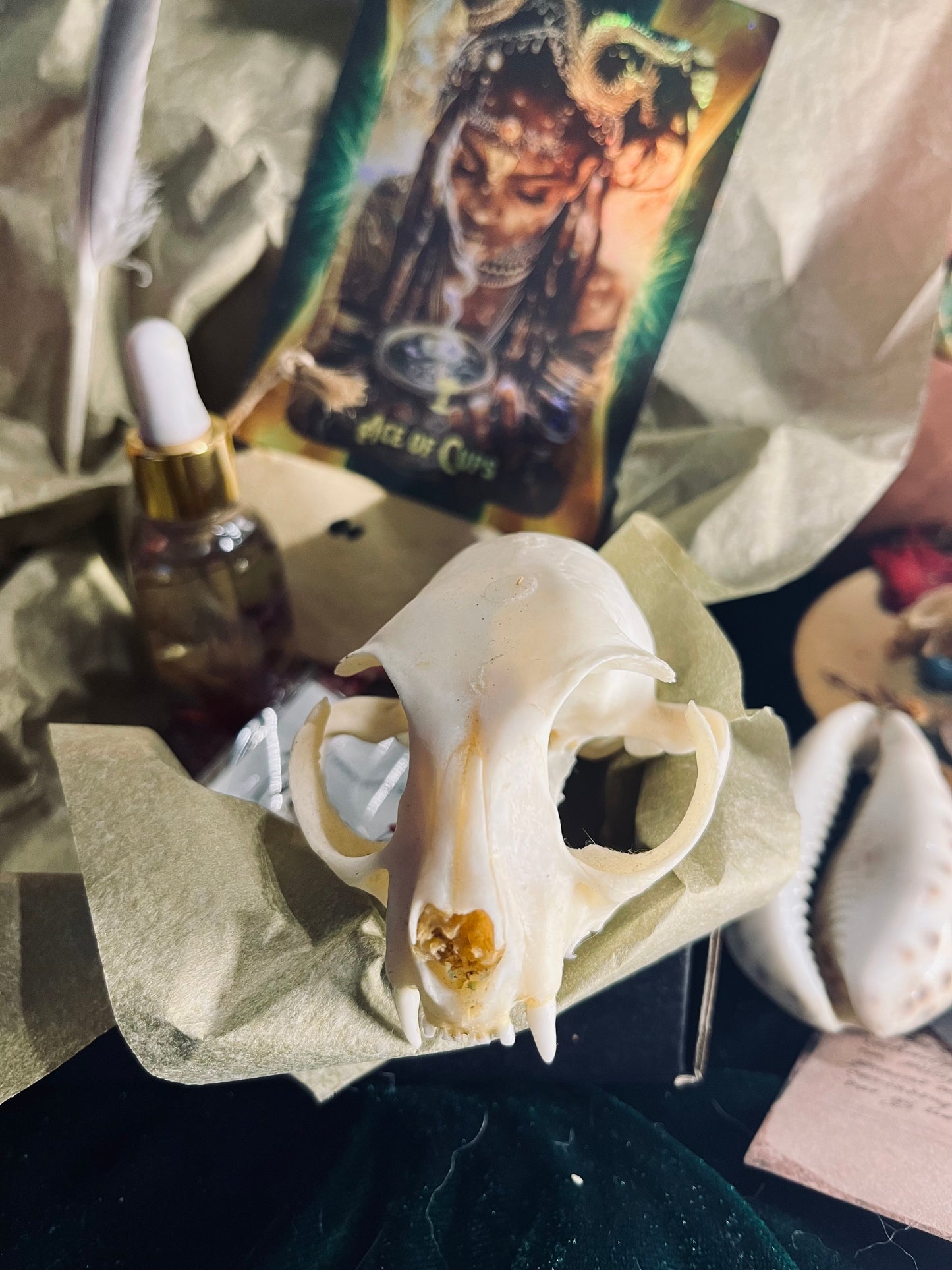 Ancient Vessel BoxSet