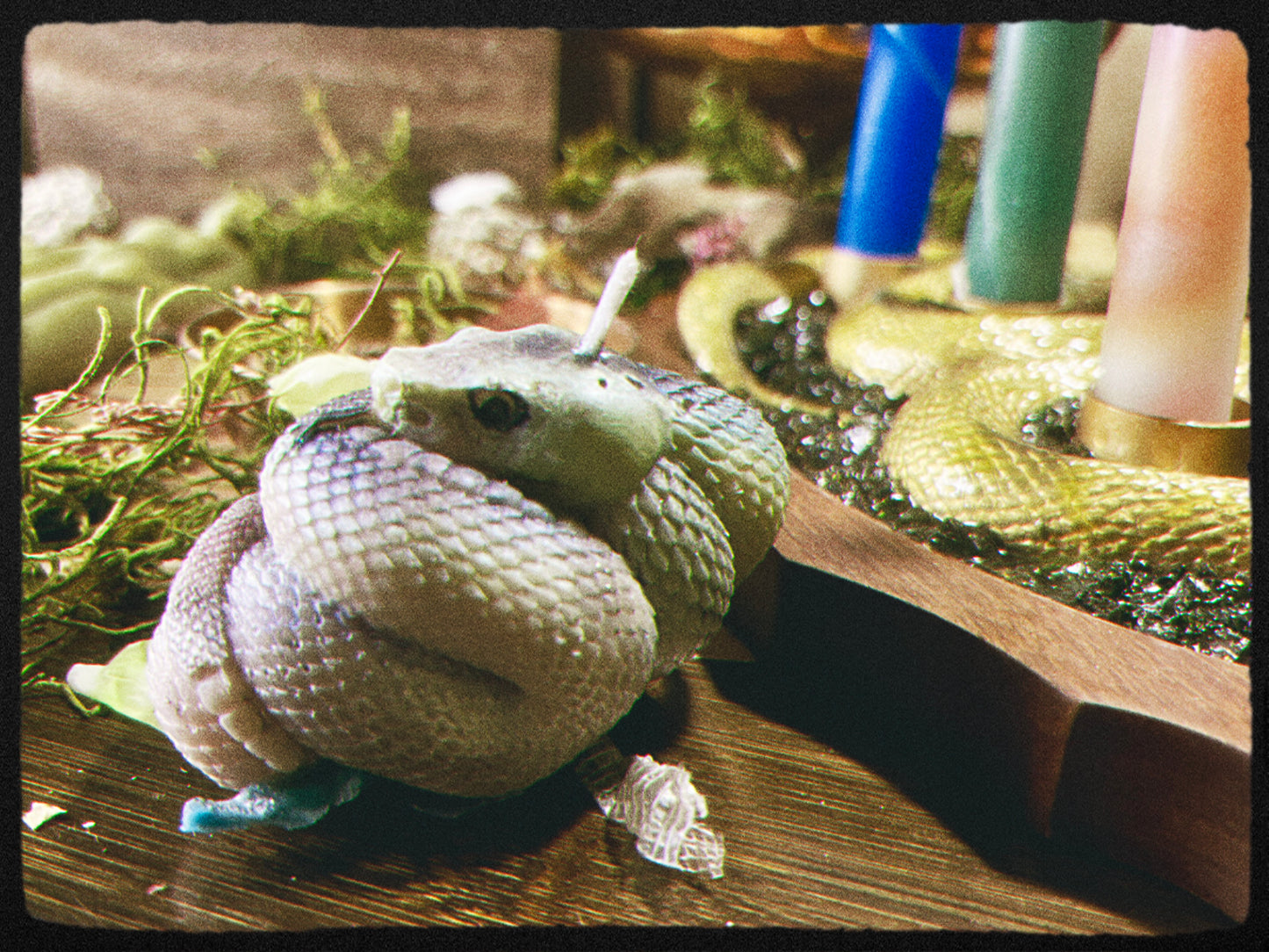 Snake- Kundalini Rising
