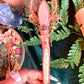 Selenite Perception