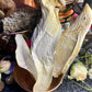 Mushroom Magick