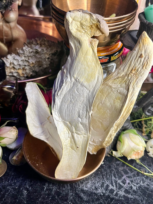 Mushroom Magick