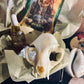 Ancient Vessel BoxSet