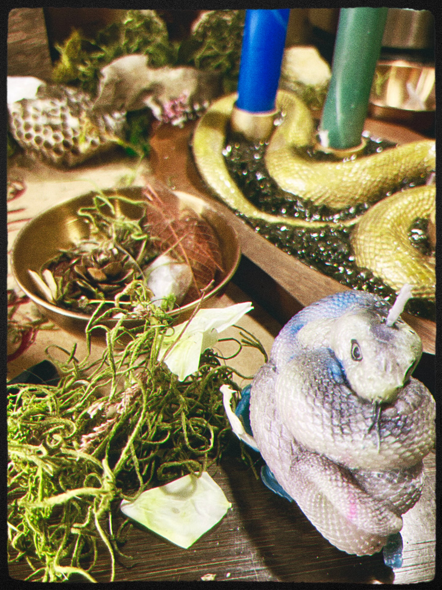 Snake- Kundalini Rising
