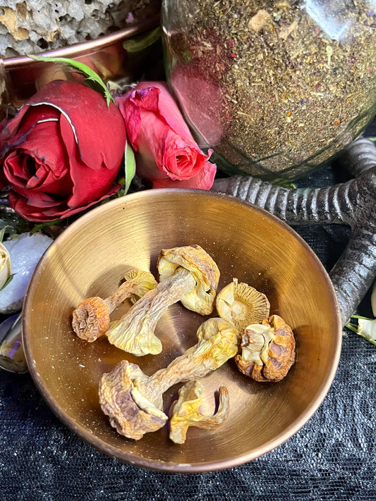 Mushroom Magick