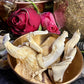 Mushroom Magick